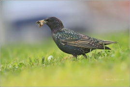 <p>ŠPAČEK OBECNÝ (Sturnus vulgaris) /Common starling - Star/</p>